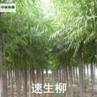 河北贺友苗圃速生柳, 法桐,国槐