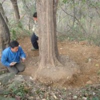 湖北大规格野生三角枫-湖北三角枫下山货供应