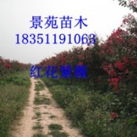 紫薇价格,红花紫薇价格,江苏紫薇价格