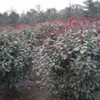红叶石楠，南京红叶石楠供应，红叶石楠价格