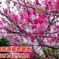 主要产品有：桂花、广玉兰、罗汉松、樟树、红叶石楠、茶花、茶梅