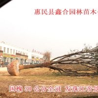 专供北京造亩造林工程白蜡、国槐、榆树、柳树