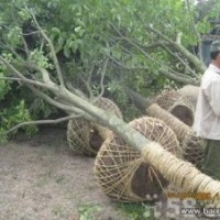 河南南阳香樟树繁育基地