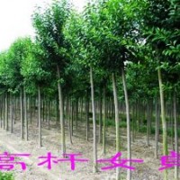 苗木销售品种有蜀桧、龙柏、雪松、广玉兰、香樟、高杆女贞、月季