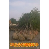 大同白蜡 大同白蜡树 大同10公分白蜡