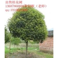 广西桂林13cm桂花树精品出售