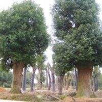 供应香樟树移植香樟树价格骨架香樟价格