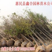 山西白蜡供应商 大同白蜡8公分白蜡20000棵