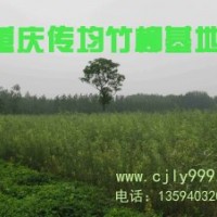 传均林业竹柳推广试种计划--竹柳苗2.5元\株