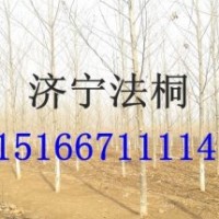 供法桐-速生法桐-法桐小苗-8公分-10公分速生法桐树