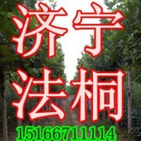 供法桐，速生法桐，法桐小苗+7公分法桐-弯法桐