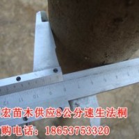 供应山东济宁8公分4.5米裸根定杆法桐价格