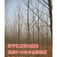 急售山东济宁速生法桐9公分价格表