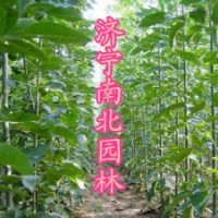 大量供应白蜡苗15166722253