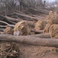 山东国槐价格、山东国槐基地