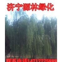 垂柳_批发垂柳_垂柳小苗_速生垂柳_10公分垂柳_金丝垂柳_旱柳