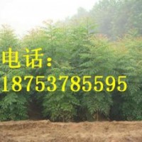 0.8公分北栾小苗