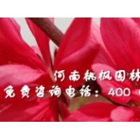 全红杨嫣然菊花桃选购就选河南桃枫园林