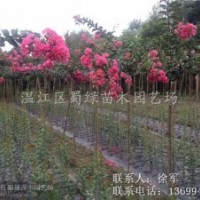 四川红花紫薇-成都红花紫薇-最正宗温江大红花紫薇