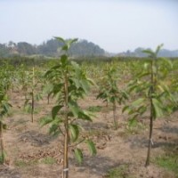 自贡泸州出售黄葛树、栾树苗