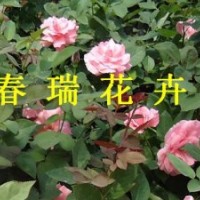 山东青州上盆月季