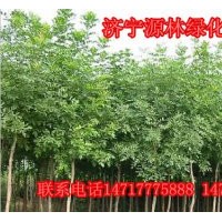 白蜡_价格|供应金枝白蜡|白蜡小苗_种植|山东金枝白蜡_小苗