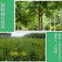 销售行道专用带球法桐1公分|2公分法桐小苗最新价格