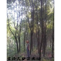 香樟价格,15公分|18公分|20公分香樟价格