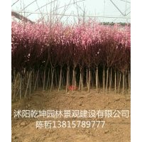 大量供应各种规格大小榆叶梅