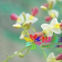 名品花木低价供应红花国槐