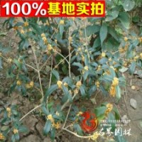 基地供应各品种桂花【沉香桂】