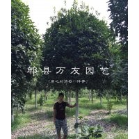 成都桂花|成都桂花哪家好|四川高杆桂花|成都桂花批发