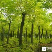 河北白蜡白蜡价格河北苗木栾树规格绿化苗木栾树报价国槐栾树白蜡