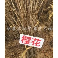 大量供应小苗:樱花苗 、紫穗槐小苗、法桐小苗