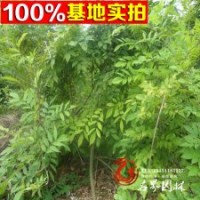 基地常年供应紫藤等多种攀援类植物