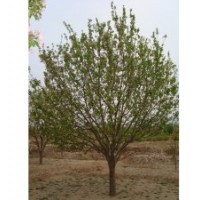 春季八棱海棠树 造型绿化果树