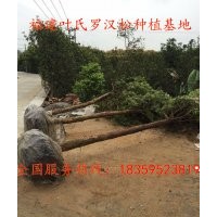 11公分罗汉松 供应11公分福建罗汉松 地径11公分福建泉州罗汉松