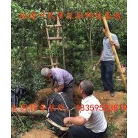 供应福建假植罗汉松 供应福建移植罗汉松 供应泉州移植罗汉松