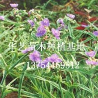 河北苗木/河北苗木常年批发金叶榆