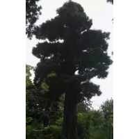 罗汉松树龄约500年以上