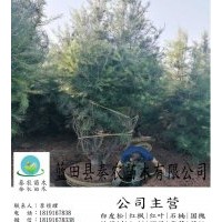 陕西白皮松苗木基地|绿化2米白皮松|销售2米到5米占地白皮松| 秦