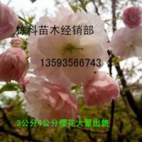 3公分4公分樱花大量出售