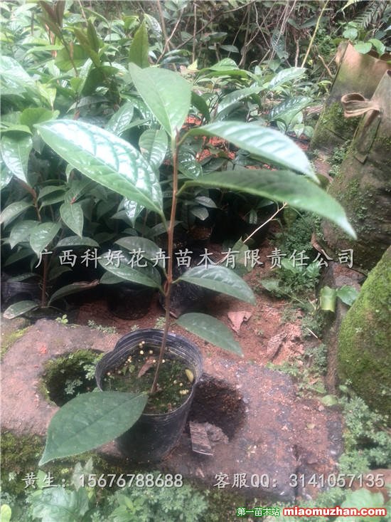 广西南宁金花茶小苗